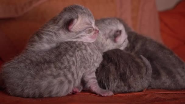 Новонароджені Сірі Кошенята Сплять Рівномірно Купі Маленькі Чистокровні Кошенята Лежать — стокове відео