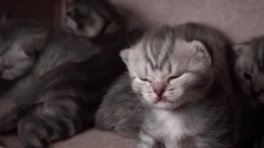 Gri safkan evcil kediler sürünecek ve anne kedisine seslenecekler. Yeni doğmuş kedi yavruları birlikte dinleniyor. Yumuşak, tüylü, çizgili ve benekli kürkleri var..