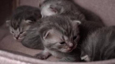 Gri safkan evcil kediler sürünecek ve anne kedisine seslenecekler. Yeni doğmuş kedi yavruları birlikte dinleniyor. Yumuşak, tüylü, çizgili ve benekli kürkleri var..