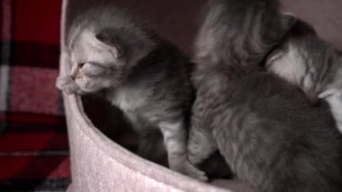 Gri safkan evcil kediler sürünecek ve anne kedisine seslenecekler. Yeni doğmuş kedi yavruları birlikte dinleniyor. Yumuşak, tüylü, çizgili ve benekli kürkleri var..