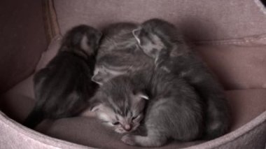 Gri safkan evcil kediler sürünecek ve anne kedisine seslenecekler. Yeni doğmuş kedi yavruları birlikte dinleniyor. Yumuşak, tüylü, çizgili ve benekli kürkleri var..