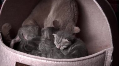 Gri safkan evcil kediler sürünecek ve anne kedisine seslenecekler. Yeni doğmuş kedi yavruları birlikte dinleniyor. Yumuşak, tüylü, çizgili ve benekli kürkleri var..