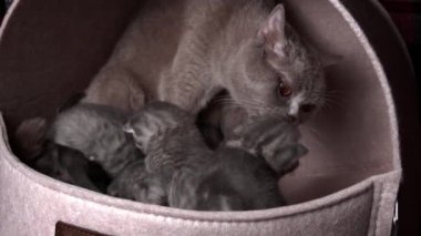 Gri safkan evcil kediler sürünecek ve anne kedisine seslenecekler. Yeni doğmuş kedi yavruları birlikte dinleniyor. Yumuşak, tüylü, çizgili ve benekli kürkleri var..