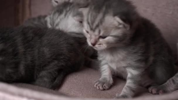 Šedá Čistokrevná Domácí Koťata Plazí Říkají Své Matce Kočko Novorozená — Stock video