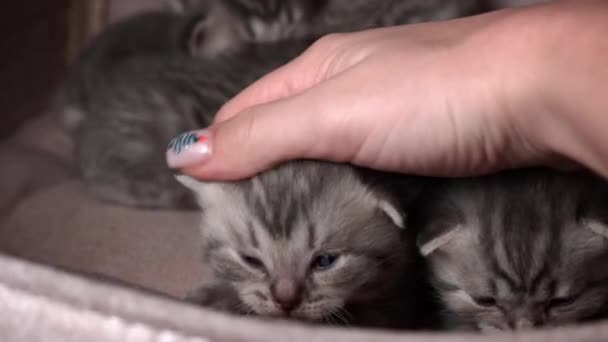 Серые Чистокровные Домашние Котята Ползают Зовут Свою Кошку Мать Новорожденные — стоковое видео