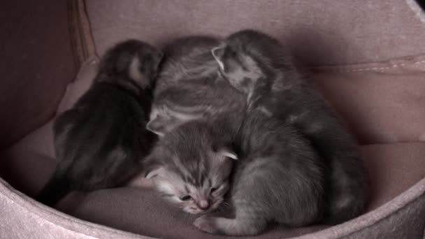Gray Purebred Domestic Kittens Crawl Call Mother Cat Newborn Kittens — Stock Video