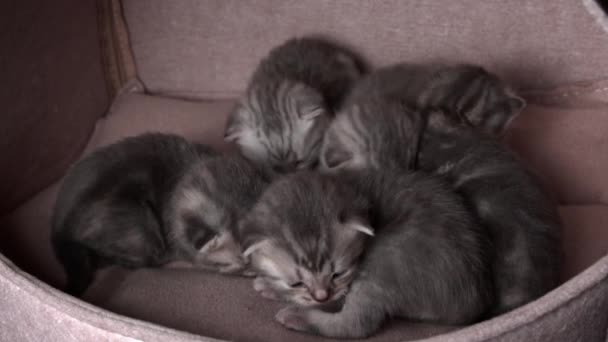 Gri Safkan Evcil Kediler Sürünecek Anne Kedisine Seslenecekler Yeni Doğmuş — Stok video