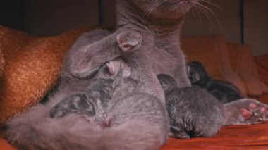 Küçük gri yeni doğmuş kedi yavruları safkan kedi annelerinden süt içerler. Gri evcil kedi yalan söyler ve yavrularını besler. Hayvanlar yavrularını yalıyor. Şirin kediler ebeveyn yemeklerine sürünüyor..