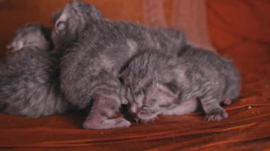 Yeni doğan gri kediler bir yığın içinde kurnazca uyurlar. Küçük safkan kediler birlikte yatarlar. Küçük kedi yavrularının doğumu. Yavrular için beslenme süresi