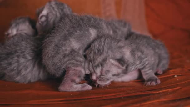 Новонароджені Сірі Кошенята Сплять Рівномірно Купі Маленькі Чистокровні Кошенята Лежать — стокове відео