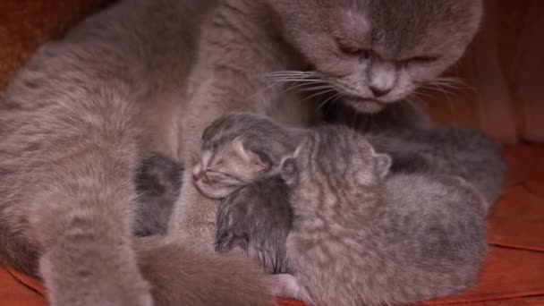 Malá Šedá Novorozená Koťátka Pijí Mléko Své Čistokrevné Kočičí Matky — Stock video