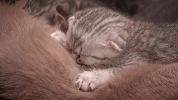 灰胖可爱的小猫吸吮着它们母猫的乳房 喂苏格兰小猫咪 苏格兰品种的猫都是直耳朵和软耳朵的 猫喜欢它们的妈妈的奶 — 图库视频影像