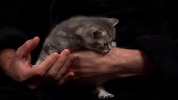 Gri Tekir Kedicik Sahibinin Kollarında Eğleniyor Küçük Skoç Kediler Eğleniyor — Stok video