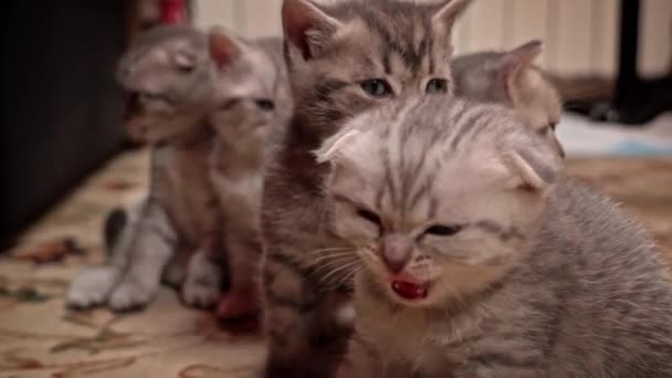 灰胖可爱的小猫玩得很开心 苏格兰小猫咪们玩得很开心苏格兰品种的猫都是直耳朵和软耳朵的 小猫们喜欢一起玩 — 图库视频影像
