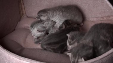 Gri safkan evcil kediler sürünecek ve anne kedisine seslenecekler. Yeni doğmuş kedi yavruları birlikte dinleniyor. Yumuşak, tüylü, çizgili ve benekli kürkleri var..