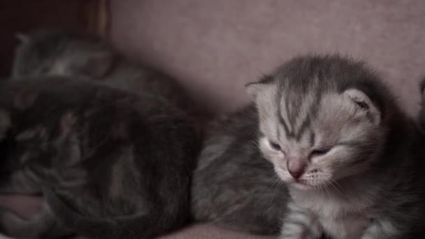 가정용 고양이는 기어와 그들의 어머니 고양이를 호출합니다 태어난 고양이가 있습니다 — 비디오