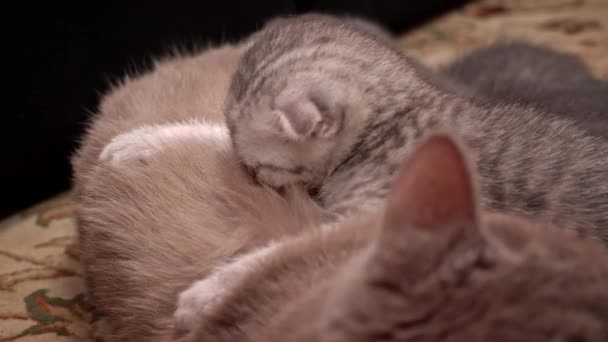 Γκρι Χαριτωμένα Γατάκια Ρουφάνε Στήθος Της Μάνας Γάτας Τους Ταΐζοντας — Αρχείο Βίντεο