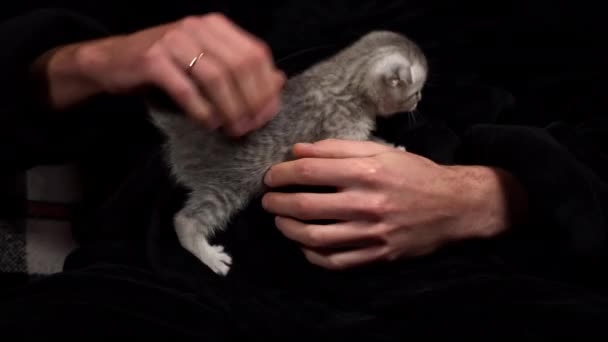 Серые Милые Котята Веселятся Руках Своего Хозяина Маленькие Шотландские Котята — стоковое видео