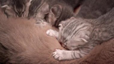 Gri tekir kedi yavruları anne kedilerinin memelerini emiyor. Küçük İskoç kedilerini beslemek. İskoç cinsinin yavruları düz kulaklı ve sarkık kulaklı. Yavrular annelerinin sütünün tadını çıkarır..