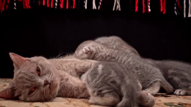 Gris Tabby Lindo Gatitos Chupar Pecho Madre Gato Alimentación Gatitos — Vídeos de Stock