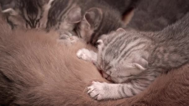 Gris Tabby Lindo Gatitos Chupar Pecho Madre Gato Alimentación Gatitos — Vídeos de Stock