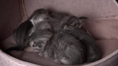 Gri safkan evcil kediler sürünecek ve anne kedisine seslenecekler. Yeni doğmuş kedi yavruları birlikte dinleniyor. Yumuşak, tüylü, çizgili ve benekli kürkleri var..