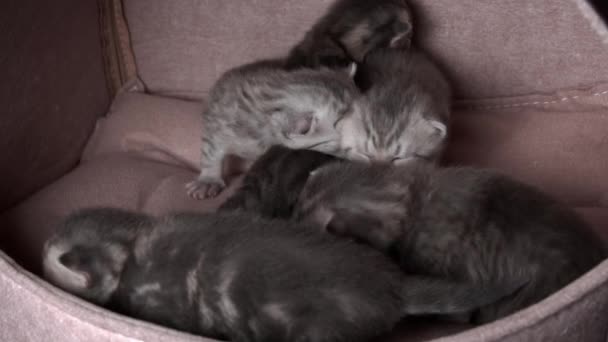 グレイピューレッドの家畜の子猫はクロールし 母猫と呼ぶ 新生児は一緒に休んでいる 彼らはストライプとスポットで柔らかくふわふわの毛皮を持っています — ストック動画