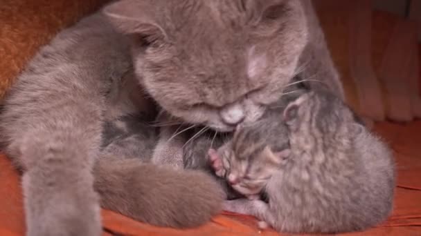Piccoli Gattini Neonati Grigi Bevono Latte Dalla Loro Madre Gatto — Video Stock