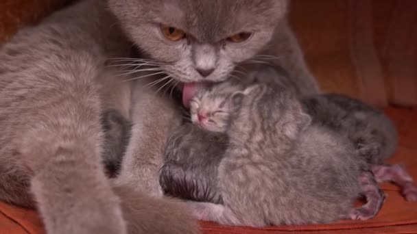Little Gray Newborn Kittens Drink Milk Purebred Cat Mother Gray — Stock Video