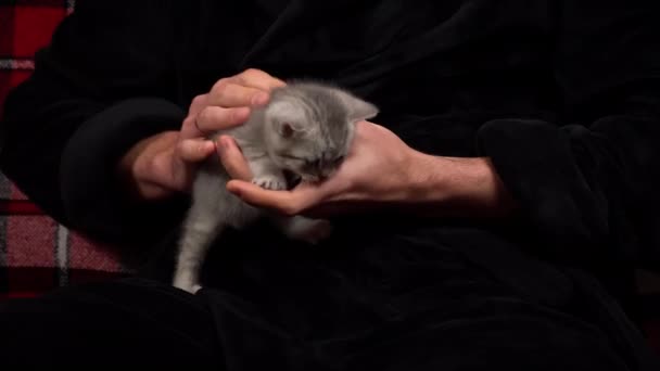 กแมวแท เทาน งสน บแขนของเจ าของ กแมวสก อตเล ความสน กสนาน กแมวของสายพ — วีดีโอสต็อก