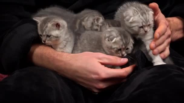 Grijze Tabby Schattige Kittens Hebben Plezier Armen Van Hun Eigenaar — Stockvideo