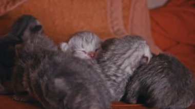 Yeni doğan gri kediler bir yığın içinde kurnazca uyurlar. Küçük safkan kediler birlikte yatarlar. Küçük kedi yavrularının doğumu. Yavrular için beslenme süresi