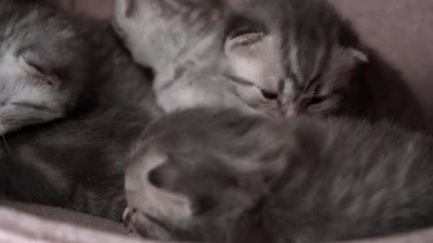 Los Gatitos Domésticos Raza Pura Grises Arrastran Llaman Gato Madre — Vídeo de stock