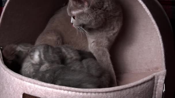 Gri Safkan Evcil Kediler Sürünecek Anne Kedisine Seslenecekler Yeni Doğmuş — Stok video