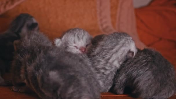 Nyfödda Gråa Kattungar Sover Lugnt Hög Små Renrasiga Kattungar Ligger — Stockvideo