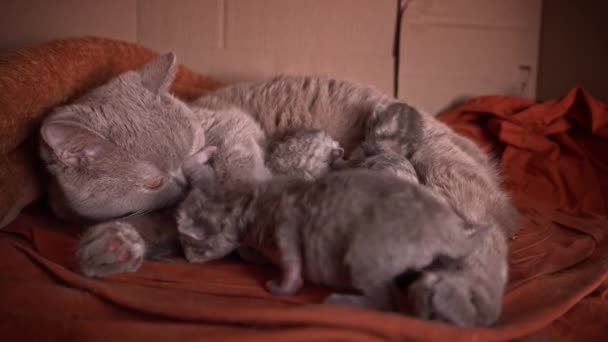 กแมวทารกแรกเก เทาเล มนมจากแม แมวพ ของพวกเขา แมวบ านส เทาโกหกและเล ยงล กแมวของเธอ — วีดีโอสต็อก