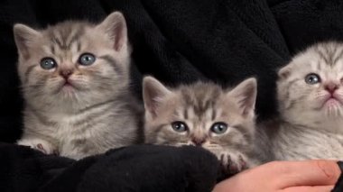 Gri çizgili şirin kedi yavruları kafalarını bir garip çeviriyor. İskoç cinsinin yavruları düz kulaklı ve sarkık kulaklı. Kedi yavruları insan kollarında okşanmaktan hoşlanırlar..