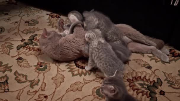 Grijs Tabby Schattig Kittens Zuigen Borst Van Hun Moeder Kat — Stockvideo