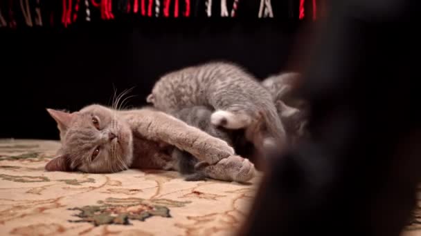 Grå Tabby Söt Kattungarna Suga Bröst Deras Moder Katt Mata — Stockvideo