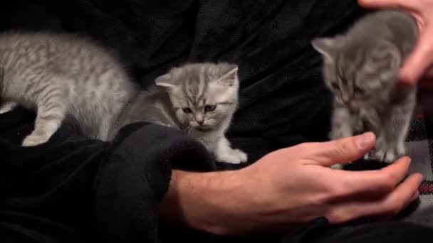 Grigio Tabby Simpatici Gattini Stanno Divertendo Braccia Del Loro Proprietario — Video Stock