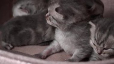 Gri safkan evcil kediler sürünecek ve anne kedisine seslenecekler. Yeni doğmuş kedi yavruları birlikte dinleniyor. Yumuşak, tüylü, çizgili ve benekli kürkleri var..