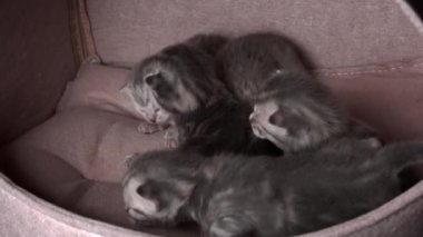 Gri safkan evcil kediler sürünecek ve anne kedisine seslenecekler. Yeni doğmuş kedi yavruları birlikte dinleniyor. Yumuşak, tüylü, çizgili ve benekli kürkleri var..