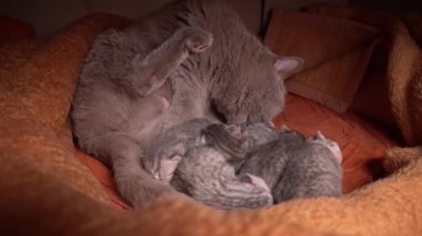 Küçük gri yeni doğmuş kedi yavruları safkan kedi annelerinden süt içerler. Gri evcil kedi yalan söyler ve yavrularını besler. Hayvanlar yavrularını yalıyor. Şirin kediler ebeveyn yemeklerine sürünüyor..