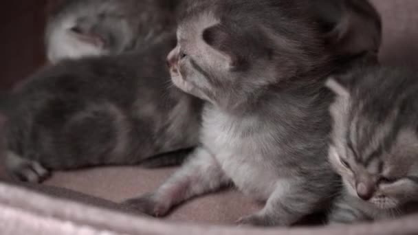 Γκρίζα Καθαρόαιμα Γατάκια Σέρνονται Και Φωνάζουν Μητέρα Τους Γάτα Νεογέννητα — Αρχείο Βίντεο