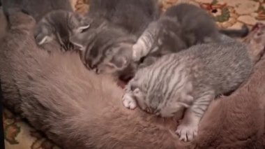 Gri tekir kedi yavruları anne kedilerinin memelerini emiyor. Küçük İskoç kedilerini beslemek. İskoç cinsinin yavruları düz kulaklı ve sarkık kulaklı. Yavrular annelerinin sütünün tadını çıkarır..