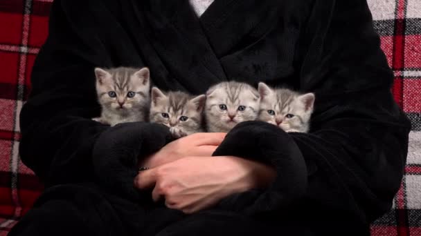 Grijs Gestreepte Schattige Kittens Draaien Hun Hoofd Raar Kittens Van — Stockvideo