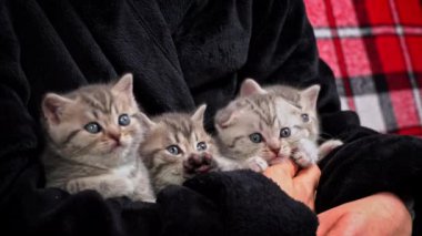 Gri çizgili şirin kedi yavruları kafalarını bir garip çeviriyor. İskoç cinsinin yavruları düz kulaklı ve sarkık kulaklı. Kedi yavruları insan kollarında okşanmaktan hoşlanırlar..