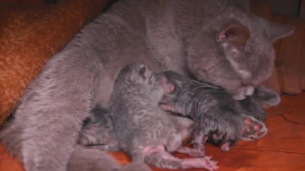 Piccoli Gattini Neonati Grigi Bevono Latte Dalla Loro Madre Gatto — Video Stock