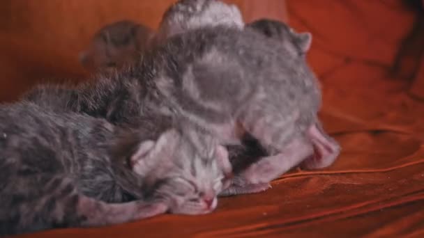 Νεογέννητα Γκρίζα Γατάκια Κοιμούνται Σωρό Μικρά Καθαρόαιμα Γατάκια Ξαπλώνουν Μαζί — Αρχείο Βίντεο