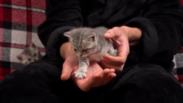 Grijze Tabby Schattige Kittens Hebben Plezier Armen Van Hun Eigenaar — Stockvideo